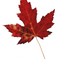 Fall Leaf 5