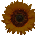 Brown Sunflower